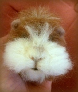 Needle felted guinea pig (30)