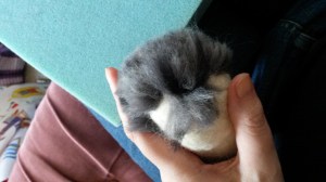 How to needle felt long animal fur (20)