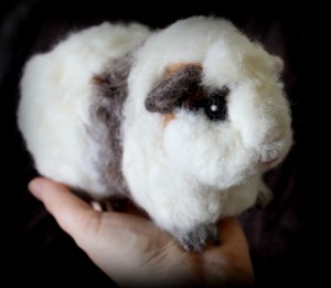Guinea pig (11)