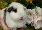 Little by little  (a custom needle felted guinea&nbsp;pig)