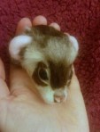 04-Ferret (15)