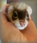 10-Ferret (3)
