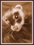 26-Ferret (35)