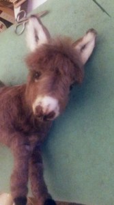 Needle felted donkey 11