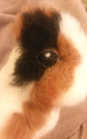 Needle felted WIP guineapig (18)