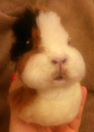 Needle felted WIP guineapig (21)