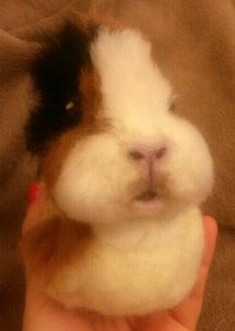Needle felted WIP guineapig (21)