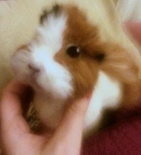 Needle felted WIP guineapig (22)