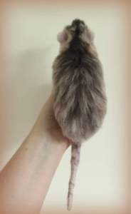 Needle felted Solenodon 4