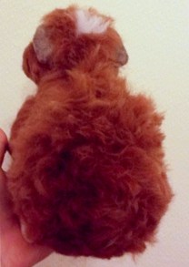 8-Needle felted guinea pig (10)